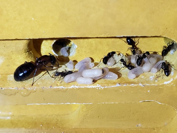 Camponotus Novaeborencis brood 1st spring 1 month out of diapause