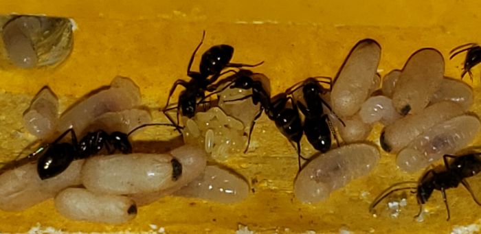 Camponotus Novaeborencis egg cluster