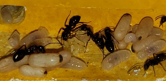 Camponotus Novaeborencis egg cluster Camponotus Novaeborencis egg cluster