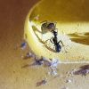 Nantic Novaeborencis worker feeding full size worker (6mm)