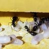 Camponotus Novaeborencis mixed brood 1st spring