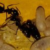 Camponotus Novaeborencis egg clluster