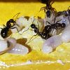 Camponotus Novaeborencis egg cluster and larva 1st spring