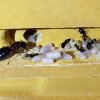 Camponotus Novaeborencis brood 1st spring 1 month out of diapause