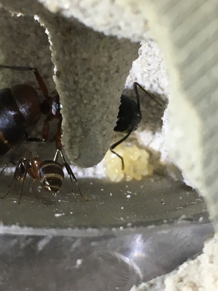 chromatwo chromatwo