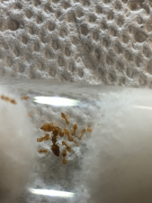 crematogasterminutissima crematogasterminutissima