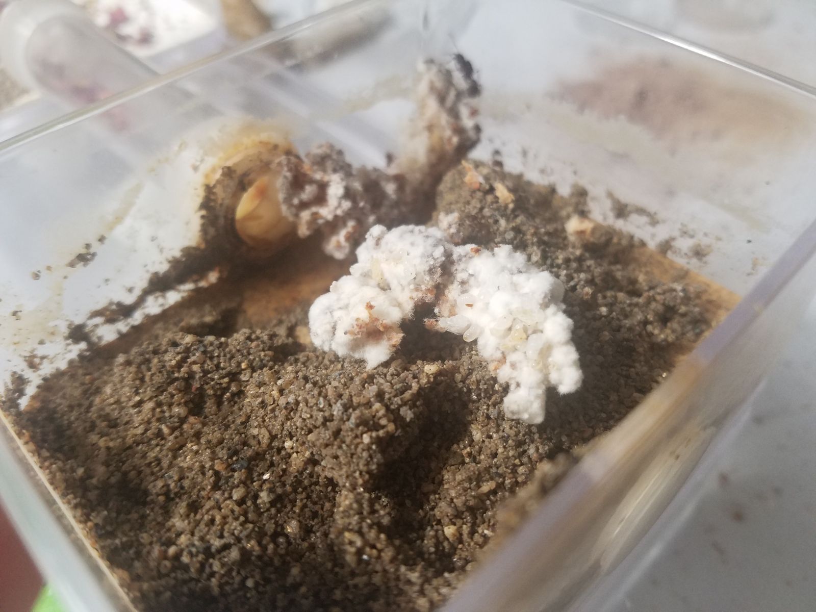 Colony 1 with new fungus