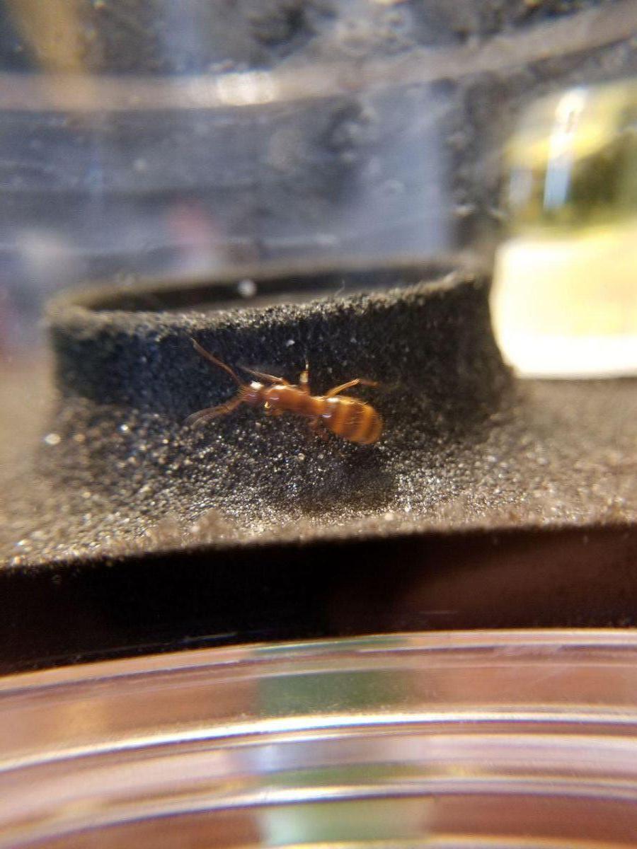 Unknown Red Ant 1 01