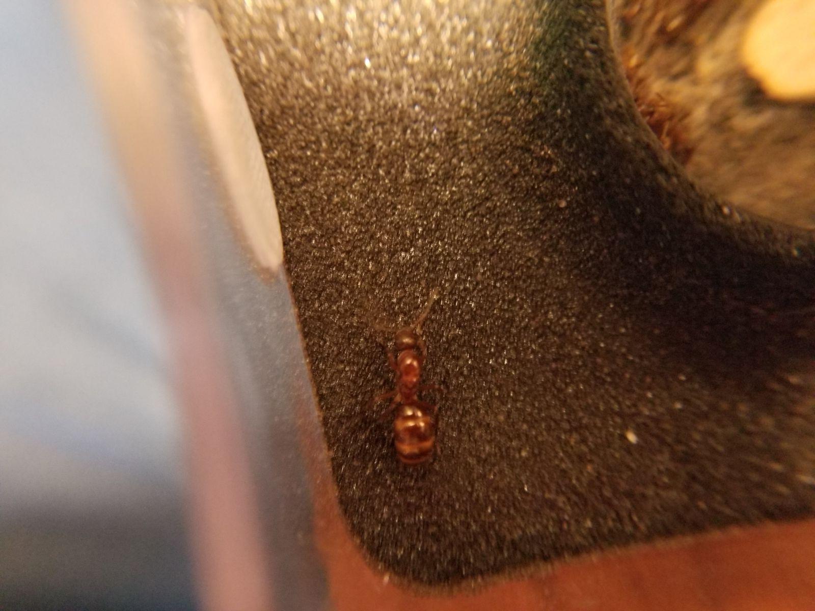 Unknown Red Ant 1 02 Unknown Red Ant 1 02