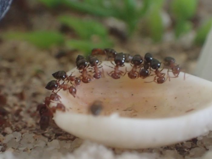 c. cerasi drinking