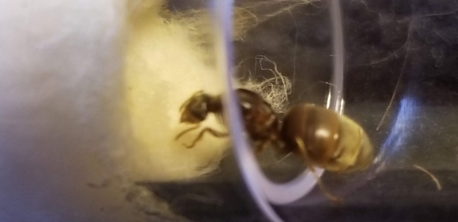 Lasius Neoniger Queen 1 Lasius Neoniger Queen 1