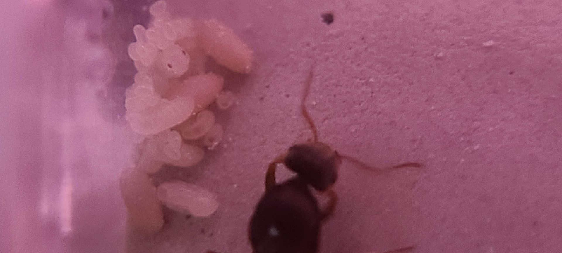 first year Lasius with brood
