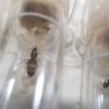 Lasius  first workers
