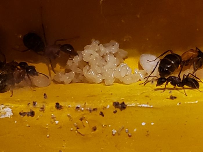 Camponotus 3