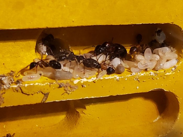 Camponotus 2