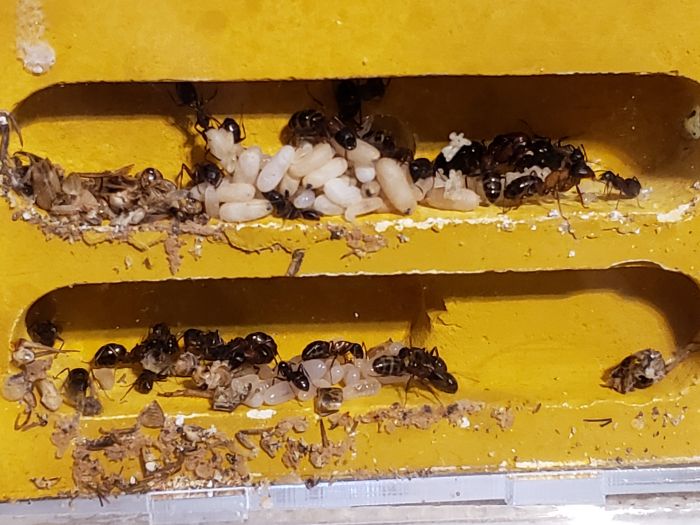 Camponotus 5 Camponotus 5