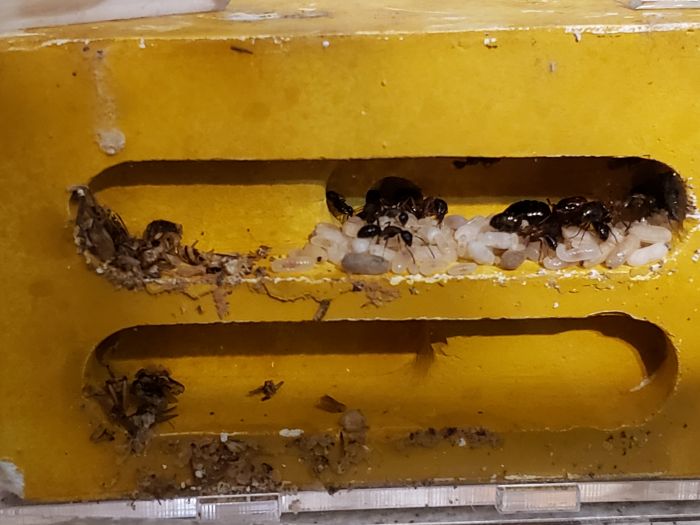Camponotus 4 Camponotus 4