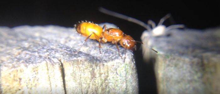Camponotus snellingi Orange