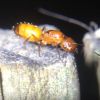 Camponotus snellingi Orange