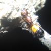 Camponotus snellingi Dark Red