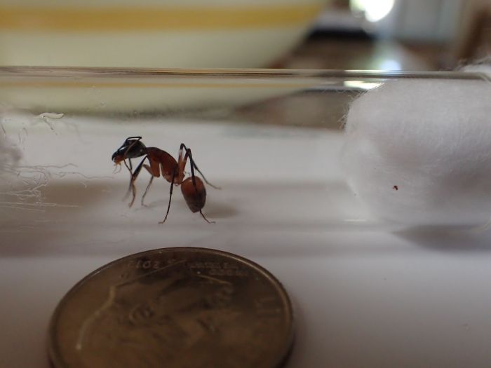 Queen, Tucson AZ May
