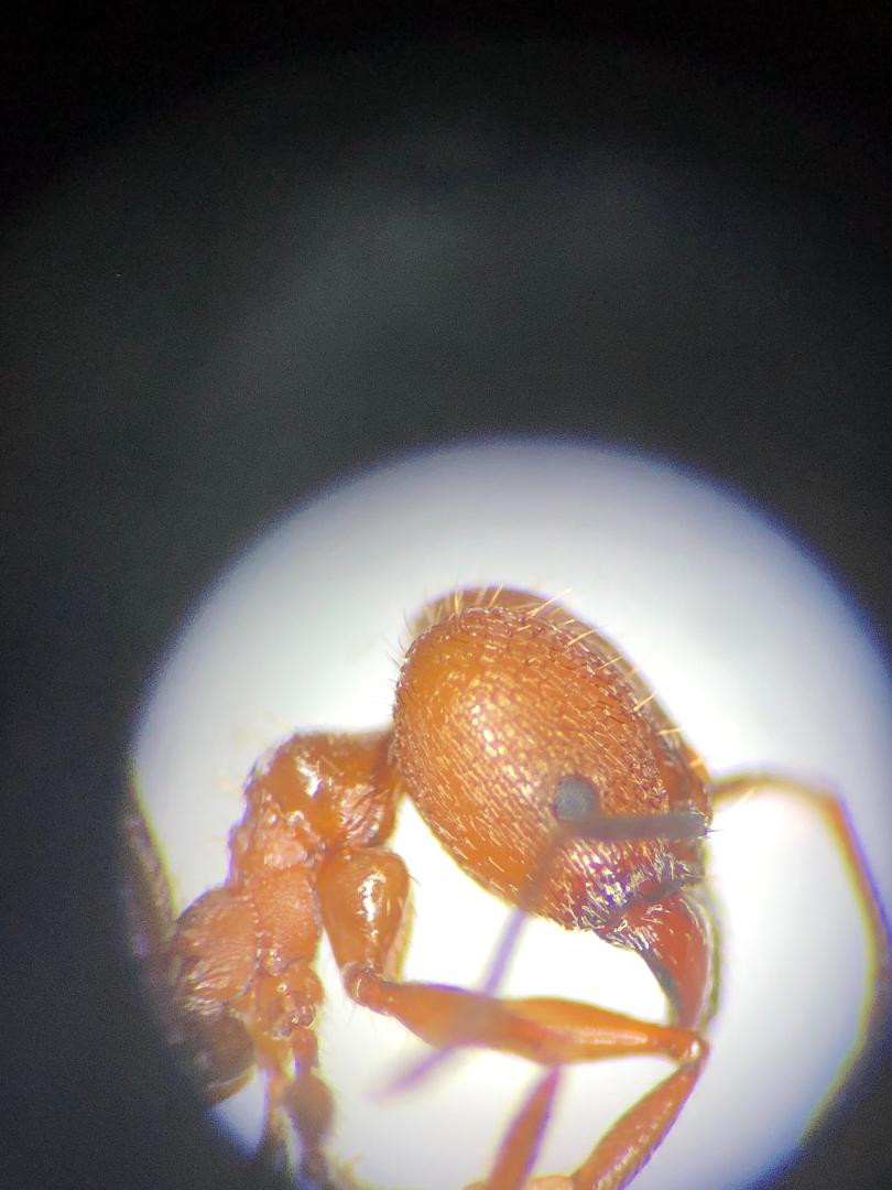 Pheidole major Pheidole major