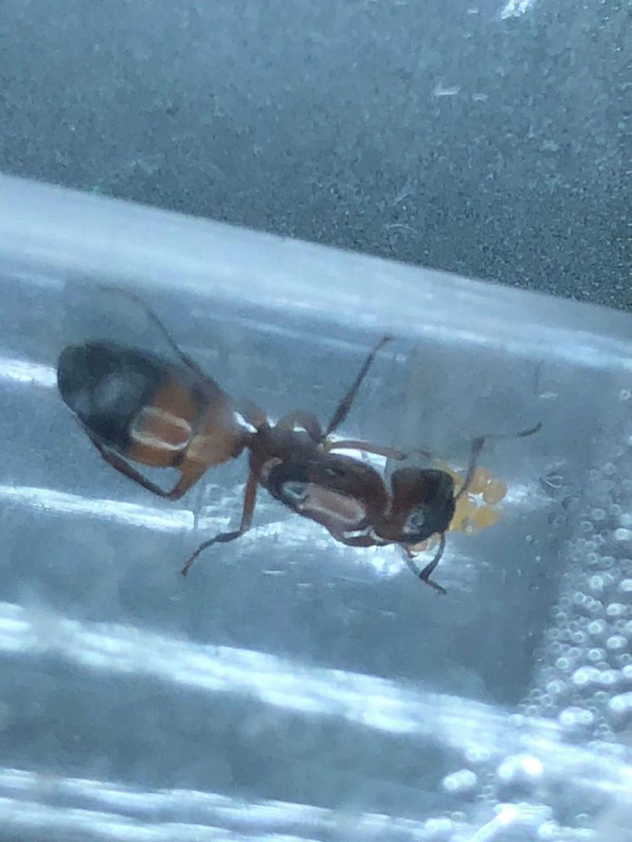 Camponotus