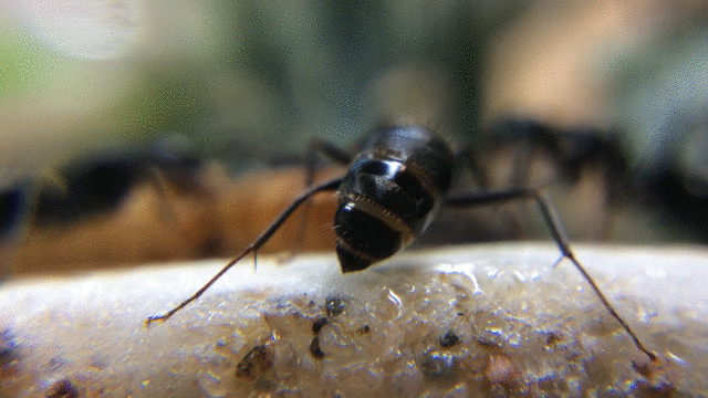Ant butts01 sml1