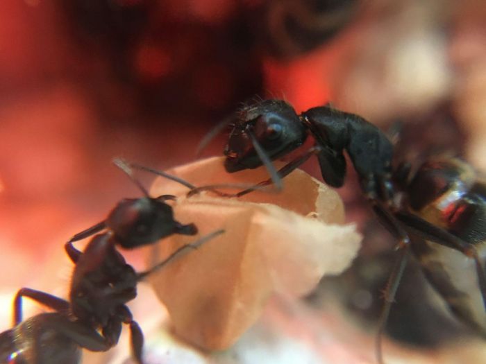 Camponotus pennsylvanicus workers