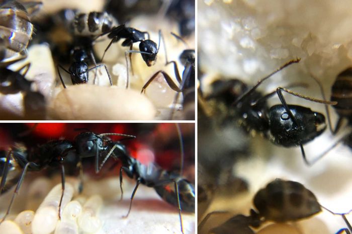 Boog's Camponotus Pennsylvanicus Colony