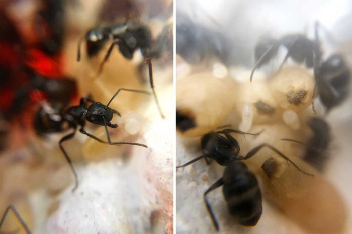 Boog's Camponotus Pennsylvanicus Colony