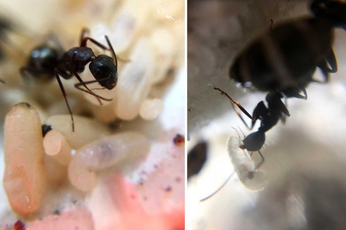Boog's Camponotus Pennsylvanicus Colony