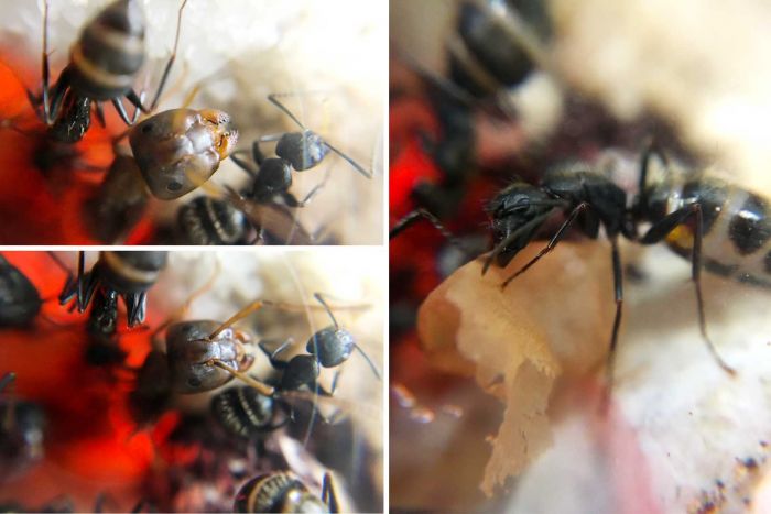 Boog's Camponotus Pennsylvanicus Colony