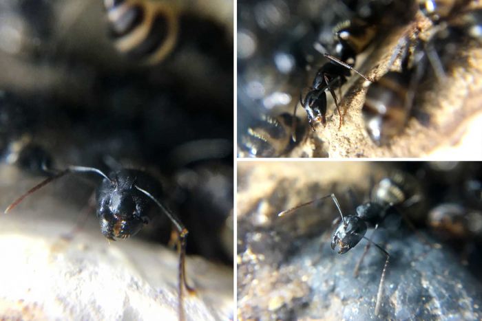 Boog's Camponotus Pennsylvanicus Colony