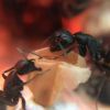 Camponotus pennsylvanicus workers