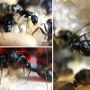 Boog's Camponotus Pennsylvanicus Colony