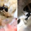 Boog's Camponotus Pennsylvanicus Colony