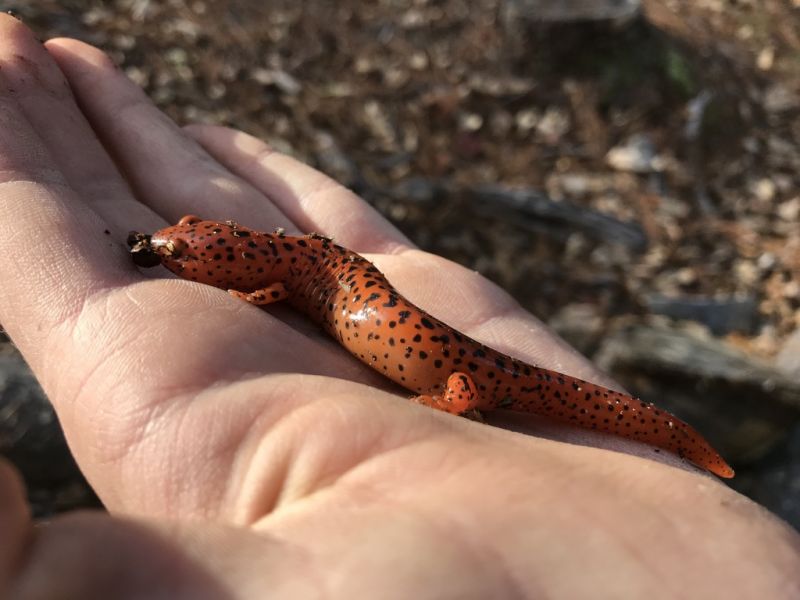 Red Salamander