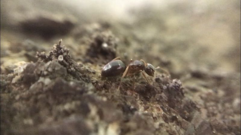 Lasius aphidicola Dealate Gyne