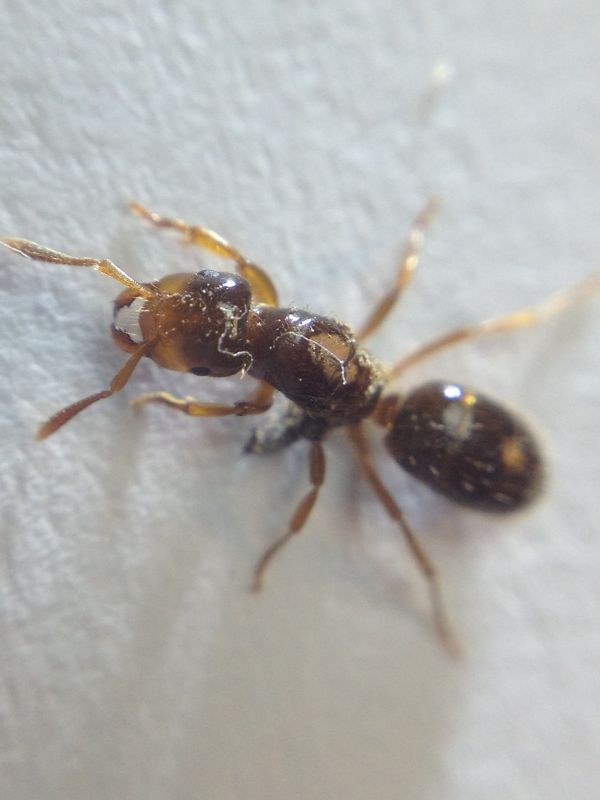 Lasius claviger Dealate Gyne