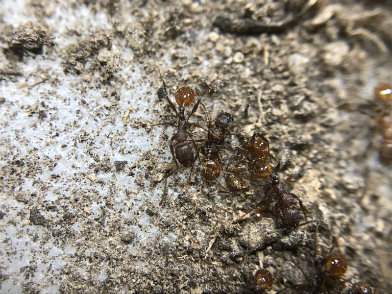 Aphaenogaster mariae Colony