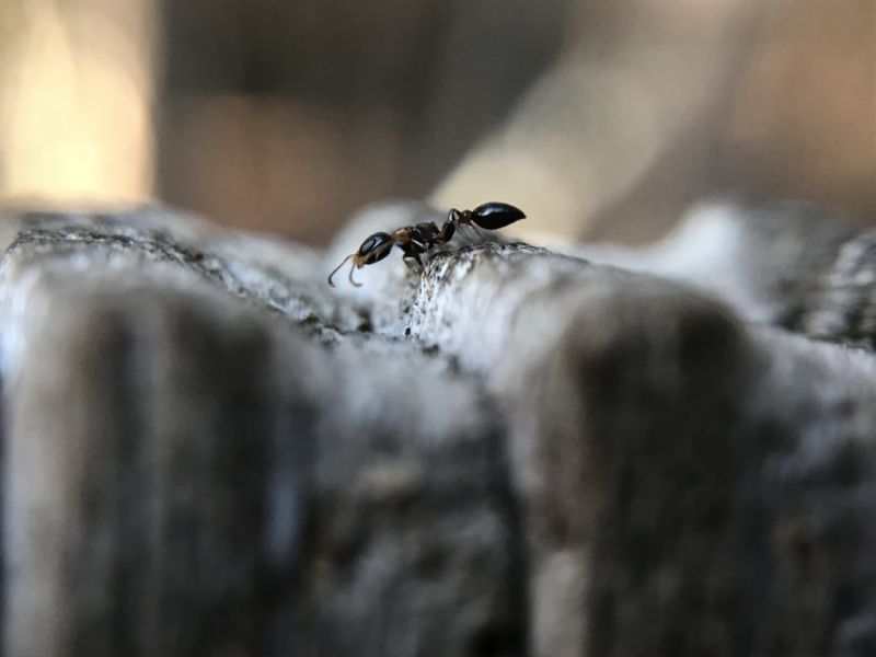 Pseudomyrmex ejectus Worker