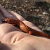 Red Salamander