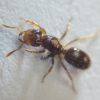 Lasius claviger Dealate Gyne