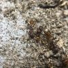 Aphaenogaster mariae Colony