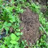 Ant Mound