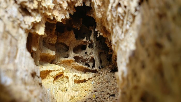 Woodpecker hole close up