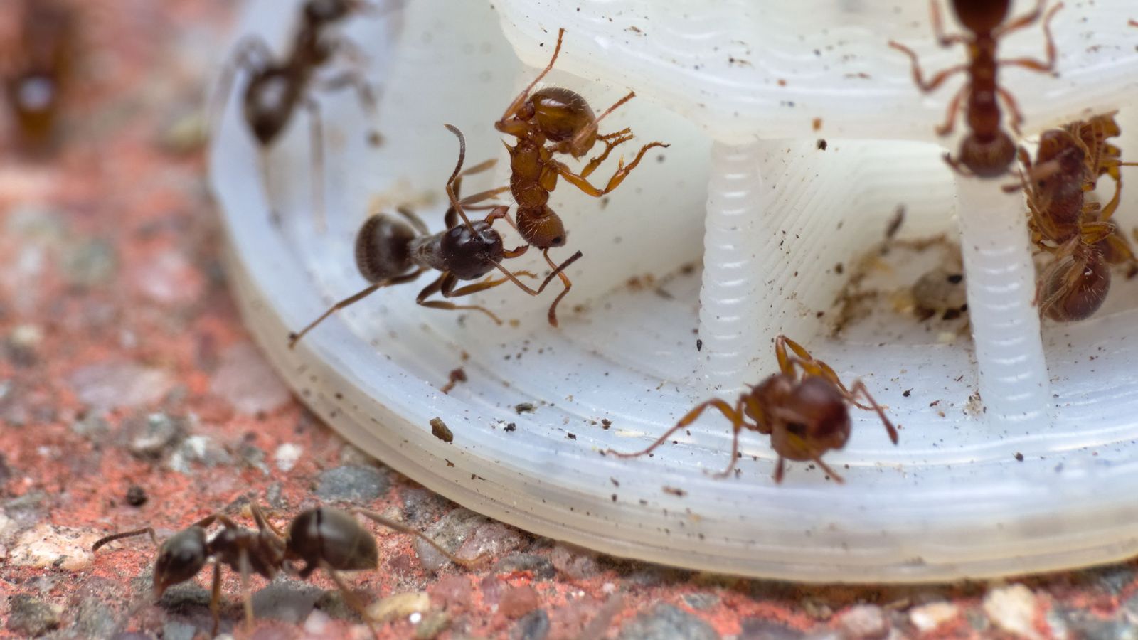 Личинки муравьёв лазиус нигер