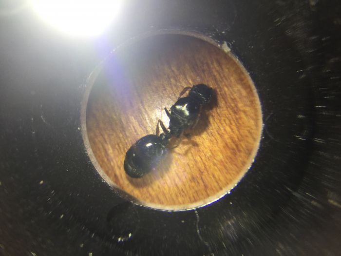 image1 image1
