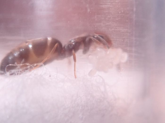 Tetramorium caespitum (Linnaeus)